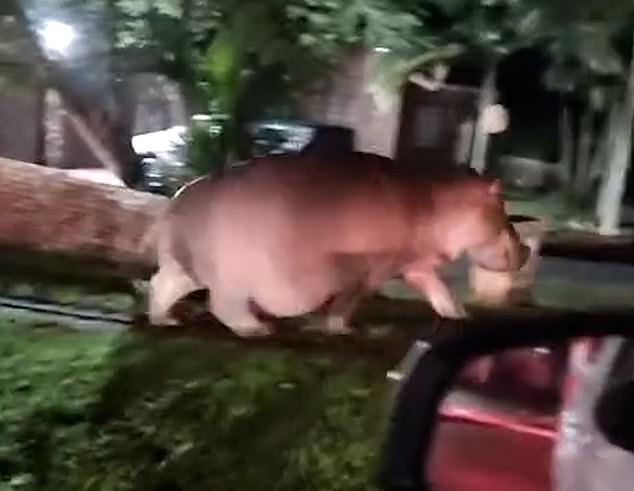 The person behind the camera can be heard shouting 'he's going to charge' and telling a child 'this is what you call an idiot' as the woman moves closer to the animal. 'She's not listening', the child responds as the rotund creature barrels towards the woman, slamming her into the grass and fleeing the scene in St Lucia on Tuesday night