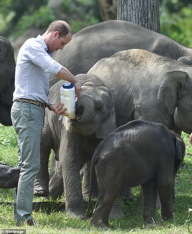 William has long been an advocate for wildlife causes and conservation projects - and has supported the workers who champion it. Pictured in 2016, during a visit to the Centre for Wildlife Rehabilitation and Conservation at Kaziranga National Park