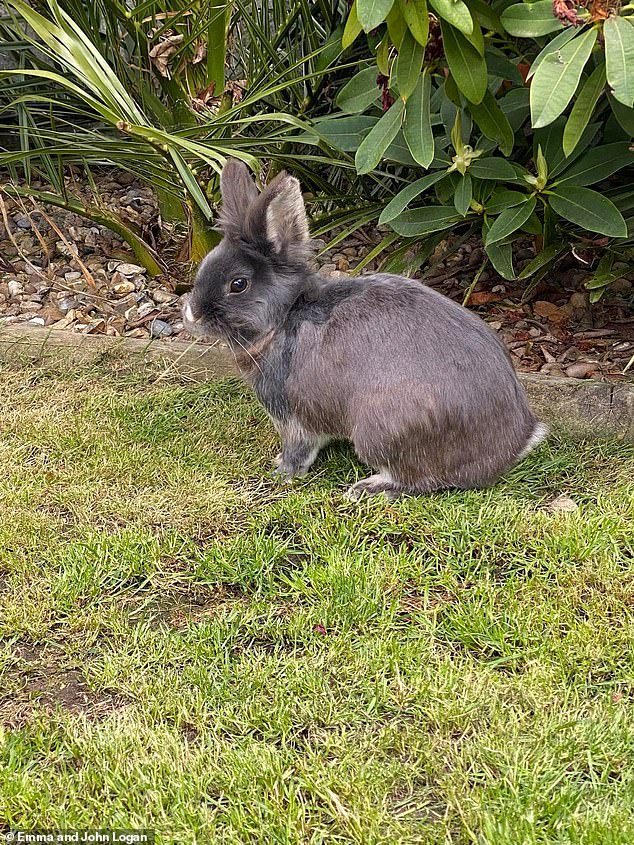Fortunately the firefighters were able to safely rescue the family's two dogs from the house, but their pet rabbit (pictured) sadly died from asphyxiation
