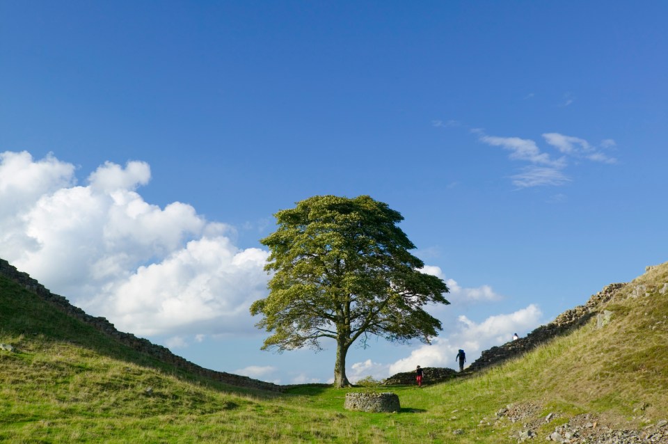 Sycamore Gap, Hadrian's Wall, with a tree in the center.