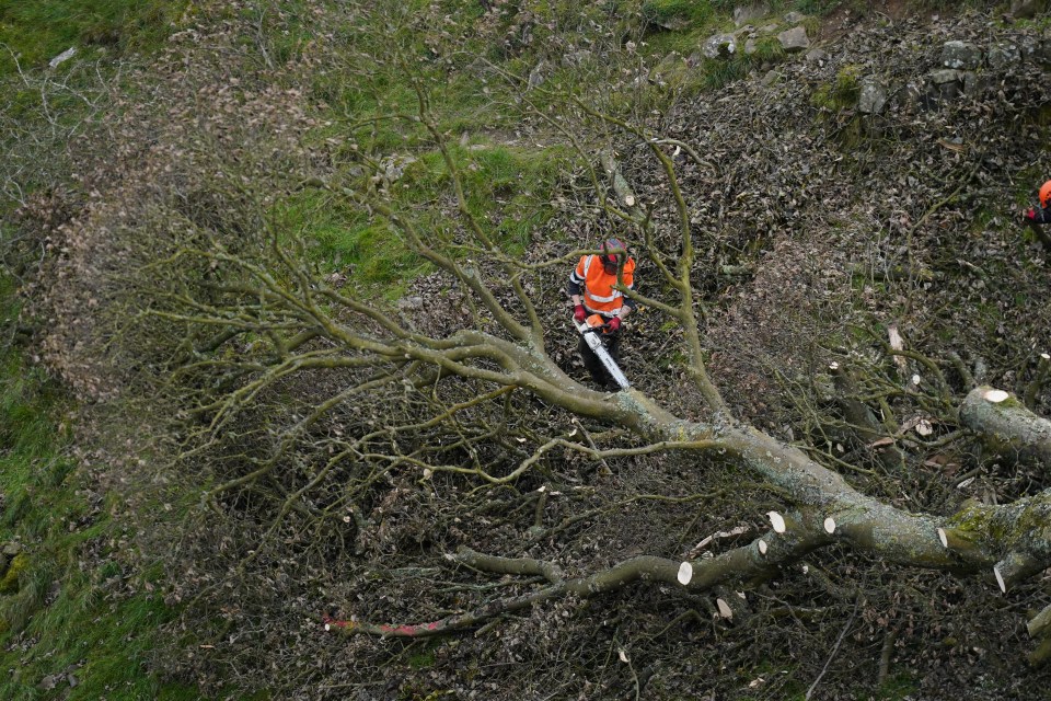 A worker using a chainsaw to remove a felled tree.