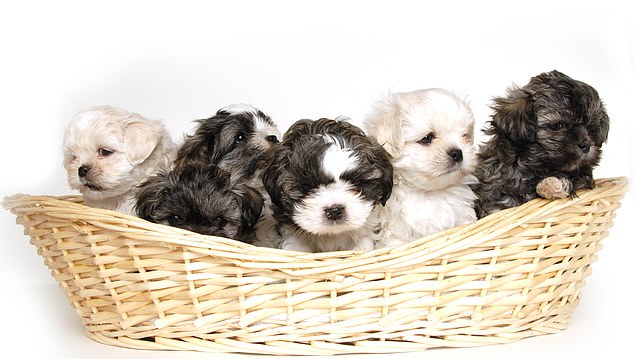 Smugglers and criminal breeders are supposedly behind up to four in five UK puppy sales