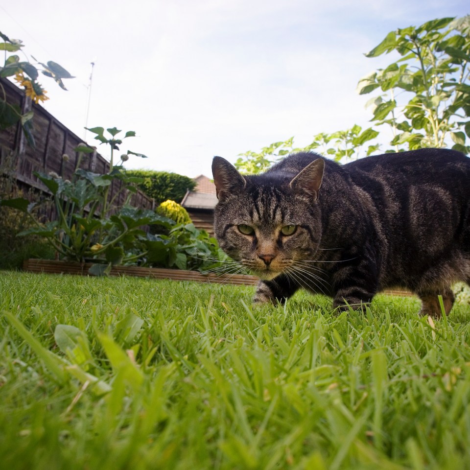 Tabby cat stalking in a garden.