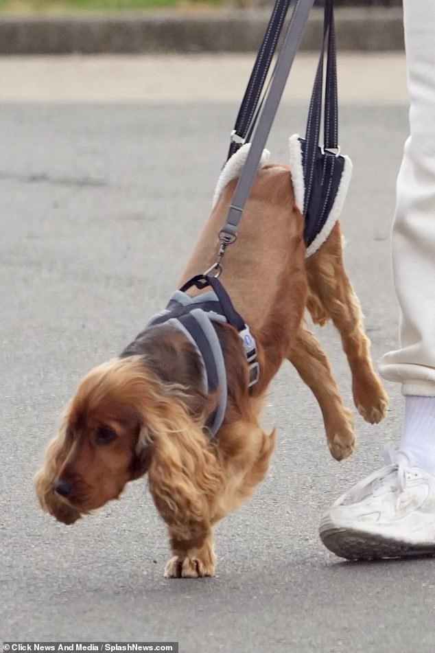 Teddy, who has lost feeling in his hind legs, was supported with a leg harness on