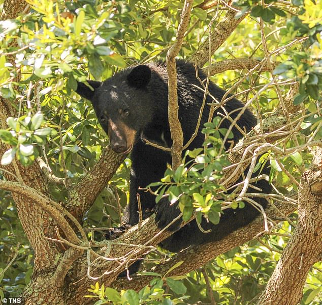 Markel and his dog were found brutally killed in a suspected bear attack (Pictured: stock image of black bear)