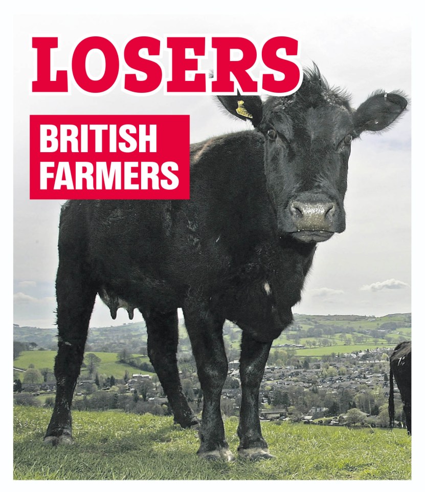 Black cow on a hill overlooking a town; text overlay reads "Losers British Farmers".