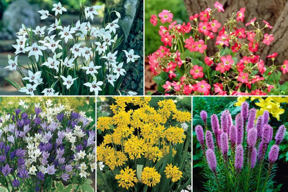 summer-bulbs-to-buy