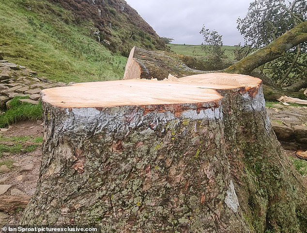 Part of the tree had been marked with white paint, indicating the culprits felled it with a chainsaw