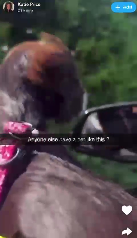 Katie Price's pet in a car.