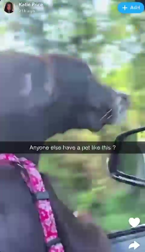 Katie Price's video of a dog in a car.