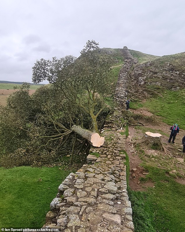 Vandals struck in September 2023, savagely cutting the icon down with a chainsaw at night
