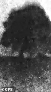 Footage showing the Sycamore Gap being felled