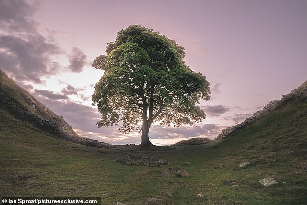 The tree became a national icon because of its picturesque surroundings
