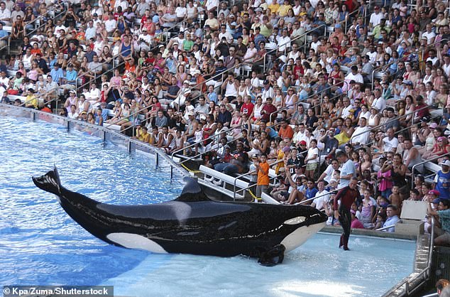 Dawn Brancheau is seen performs with a killer whale during a show at SeaWorld in Florida