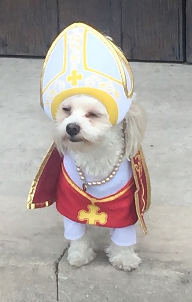 A small white dog dressed in a pope costume.