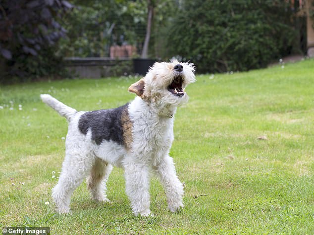 The system would then match the animal's emotions to meanings and turn them into human language, enabling a clearer understanding of what the pet is trying to express