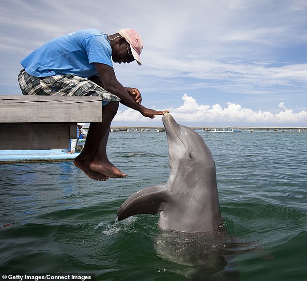 Last month, scientists revealed that AI may soon enable humans to communicate with dolphins through a new model created by Google, programmed with the world's largest collection of dolphin sounds, including clicks, whistles and vocalizations that have been recorded over several years by the Wild Dolphin Project