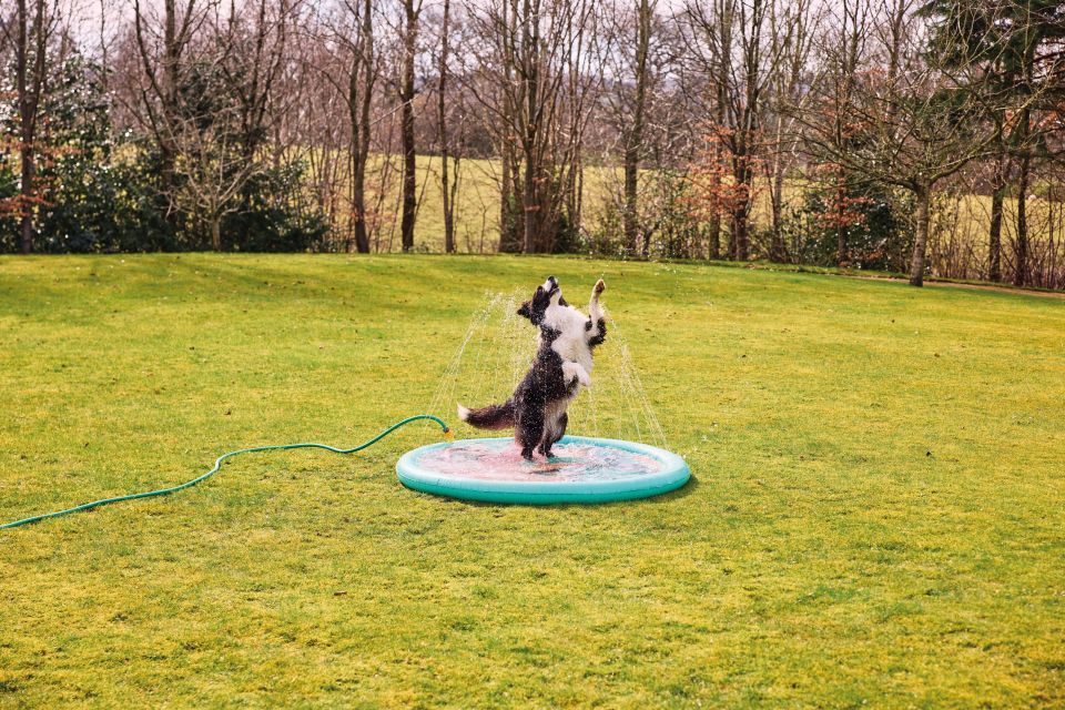 Border Collie playing in a small inflatable pool.