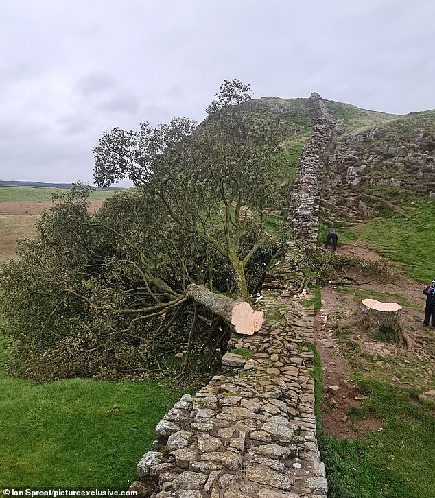 The Sycamore Gap tree on the morning after it was felled in September 2023, which also caused damage to Hadrian's Wall