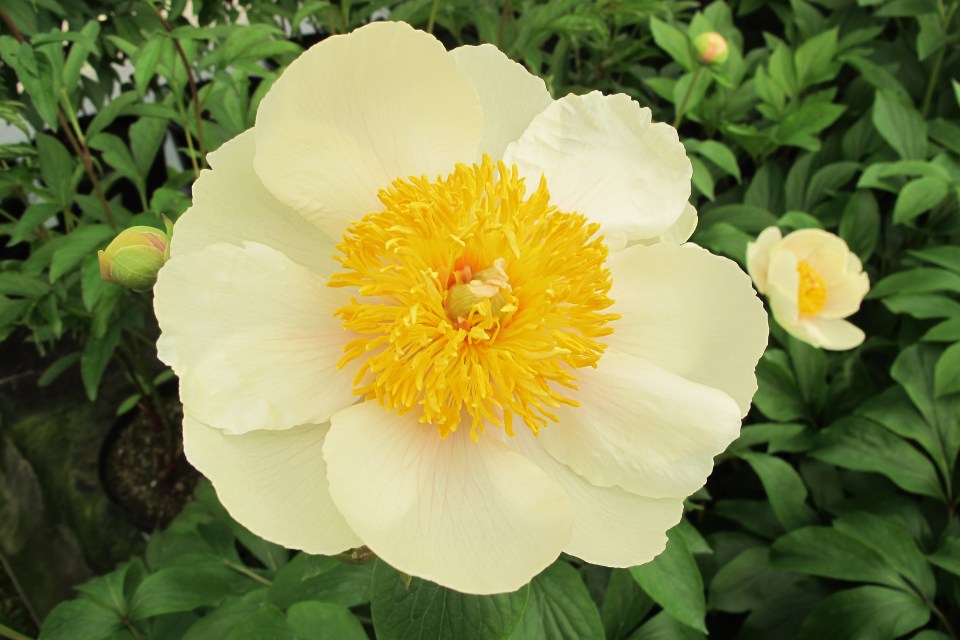 Close-up of a pale yellow peony with a bright yellow center.