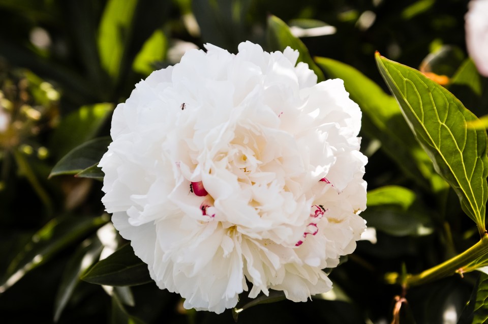 White Festiva Maxima peony.