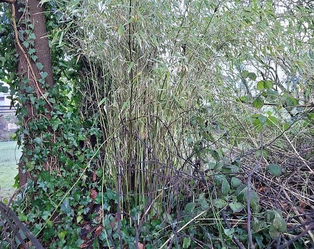 Emily Grant from Environet, an invasive plants management company, told MailOnline how bamboo is becoming a 'huge problem' within the UK, with a '900 per cent increase in demand for bamboo-related work in the last three years' due to being in its 'lag period'