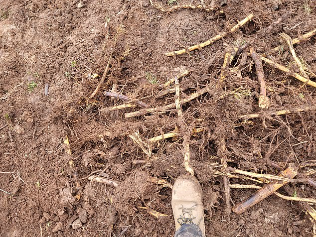 After organising a level three survey of a property, the woman was shocked to discover 350 square metres of bamboo growing underneath the ground (pictured)