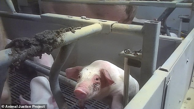 Piglets are killed if they are the runts of the litter ¿ weak, sick or not growing fast enough to be profitable - it is thought they are then incinerated or used for pet food