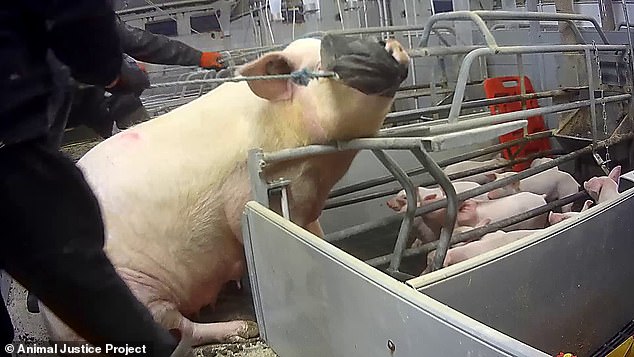 Northmoor¿s manager Andrew Pentecost was filmed botching the killing of a sow by not restraining her properly, leaving the animal screaming and writhing in agony
