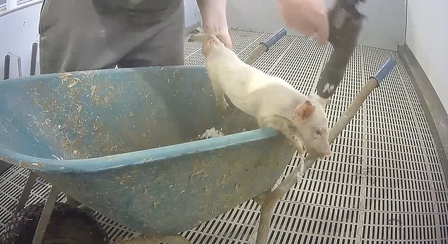 Other harrowing footage shows distressing botched killings which left animals writhing in agony