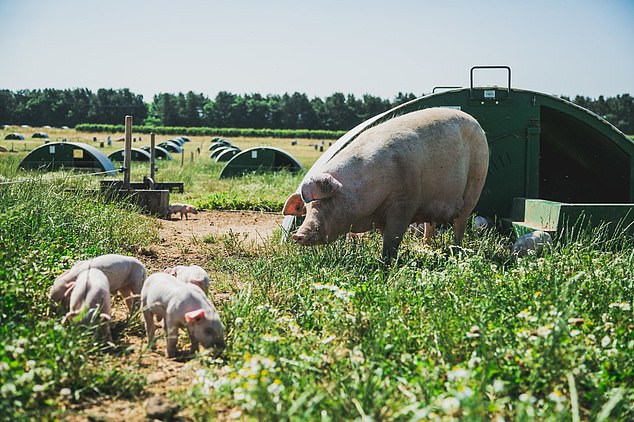 On its website, Cranswick Farming portrays an idyllic public image, but the reality ¿ at one of its farms at least ¿ is horrifically different