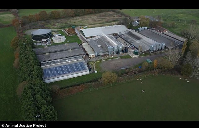 Pictured: Northmoor Farm, where Cranswick's workers have been beating piglets to death