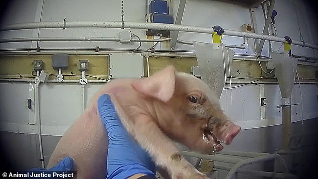 Experts and MPs condemned the videos as ¿sickening¿ and ¿horrific¿ and called for Cranswick to be investigated