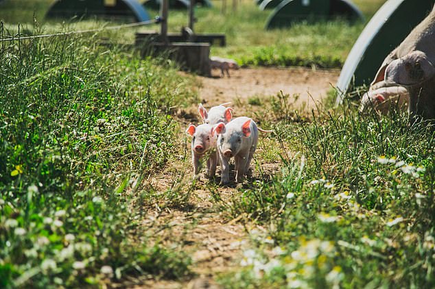 Piglets on the website are portayed to have a great life on Cranswick's farms, yet the shocking footage shows that on at least one of its farms, this is not the case