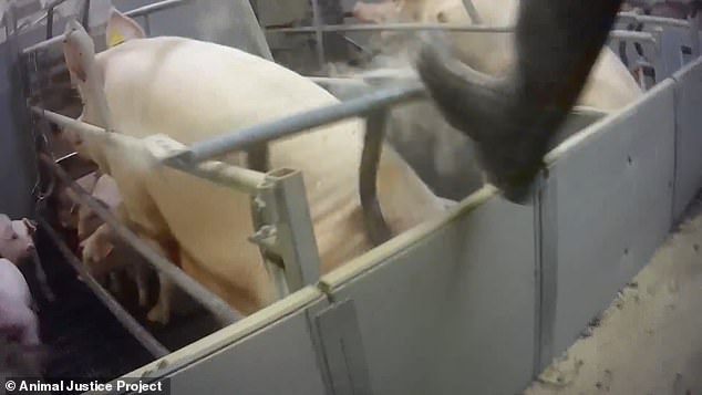 In the footage, the pigs are visibly terrified as workers at the farm are captured aggressively kicking the metal bars of their pen