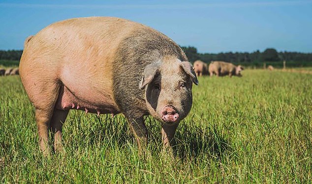 Images from Cranswick Farming's website appear to show a perfect state of affairs for the animals