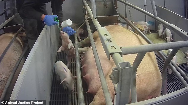 Northmoor farm, Lincoln, have been mistreating and killing pigs and piglets