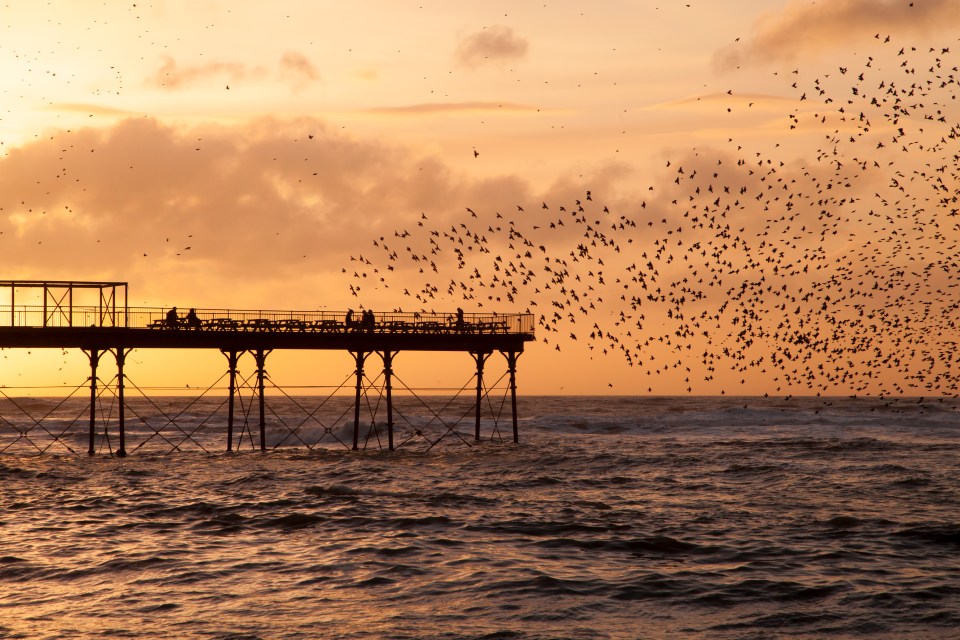 Starling murmuration at sunset over a pier.