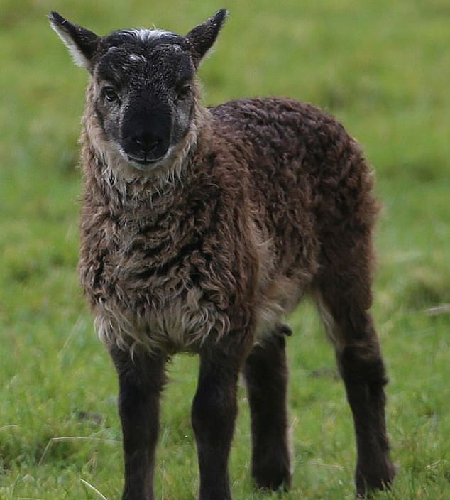 In 1989, scientists at the University of California, Davis, made the first chimaera by combining goat and sheep genes to produce a creature dubbed the 'geep'. Pictured: A geep bread on a UK farm in 2014