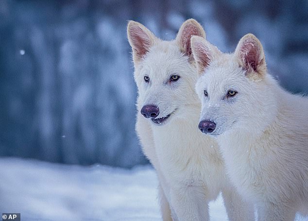 Using gene editing techniques, scientists can create new species with specifically selected traits. This is how Colossal Biosciences was able to 'de-extinct' the dire wolf (pictured)