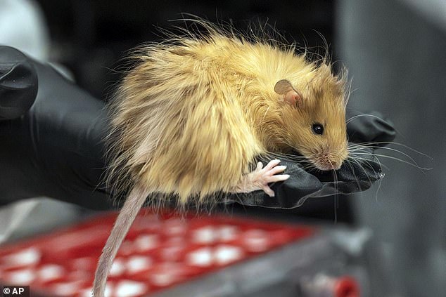 By inserting new genes and deactivating others, researchers can drastically modify the features of some animals. This animal is a 'woolly mouse' created by Colossal Biosciences, engineered to have features found in woolly mammoths