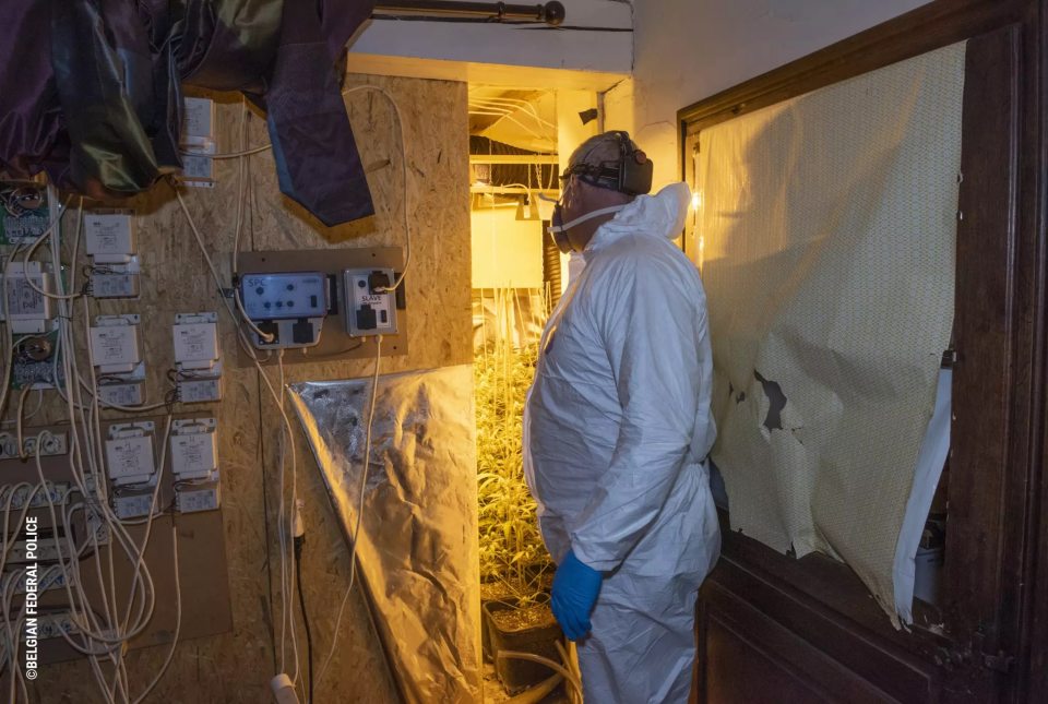 Law enforcement officer in protective suit inspecting an indoor cannabis grow operation.