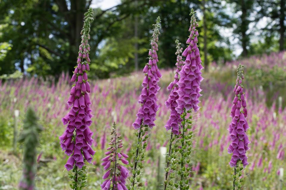 Foxglove