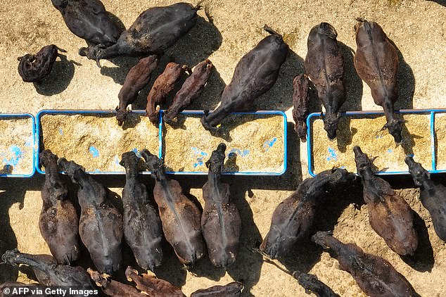 US secretary of agriculture Brooke Rollins said the new trade deal 'is going to exponentially increase our beef exports' to the UK
