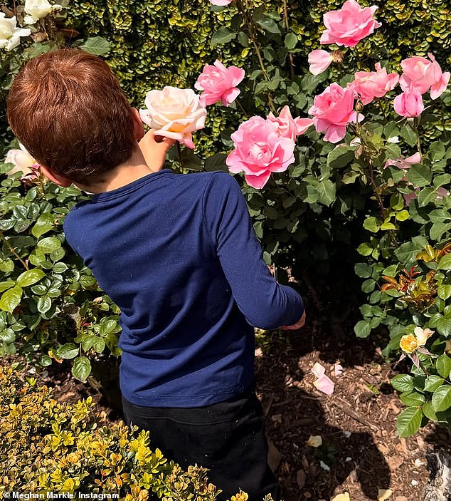Archie picks roses from the garden in an image released by Meghan on her Instagram last week