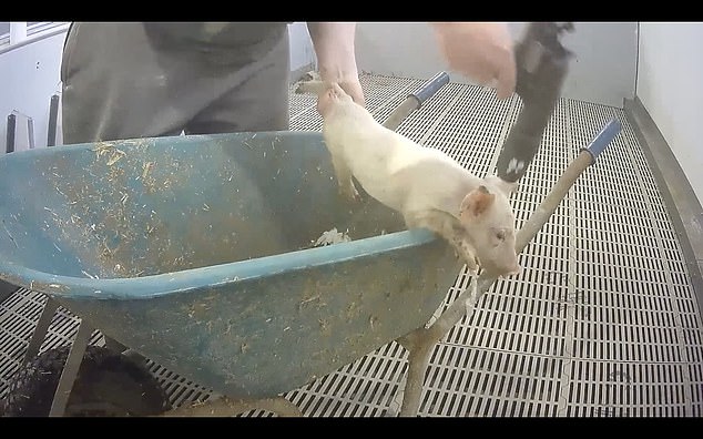 The report also claimed piglets are killed if they are the runts of the litter and not growing fast enough to be profitable