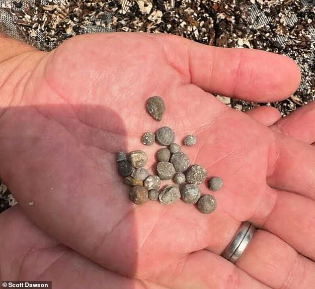 These balls of lead shot are another sign that 16th Century colonists were holed up on Hatteras