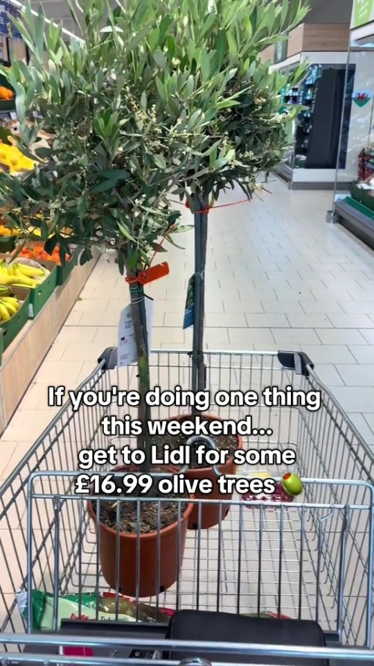Two olive trees in a shopping cart at Lidl for £16.99.