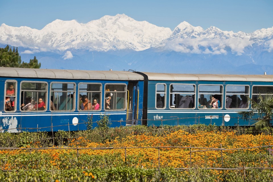 Darjeeling Himalayan Railway toy train with passengers, passing a field of flowers, with snow-capped mountains in the background.