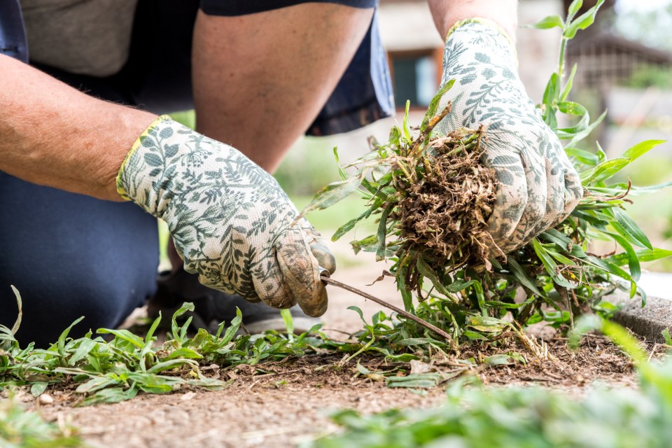 a person wearing floral gloves is pulling weeds out of the ground